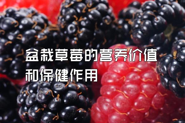 盆栽草莓的营养价值和保健作用